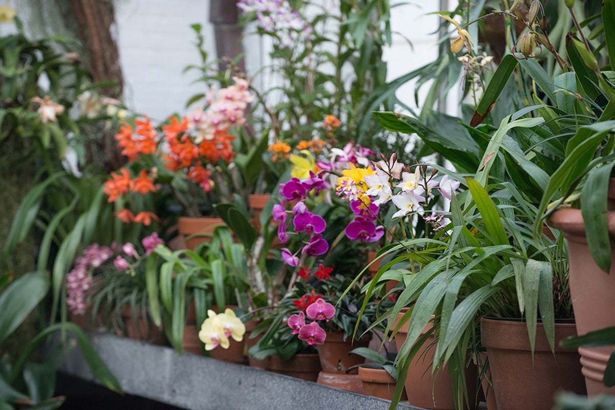 Blooms in Conservatory