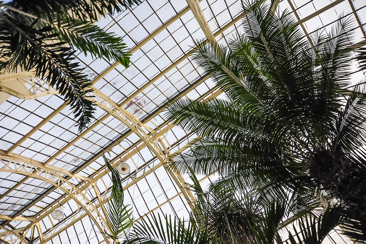 Conservatory Roof