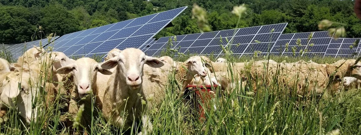 Biltmore Sheep & Solar Panels