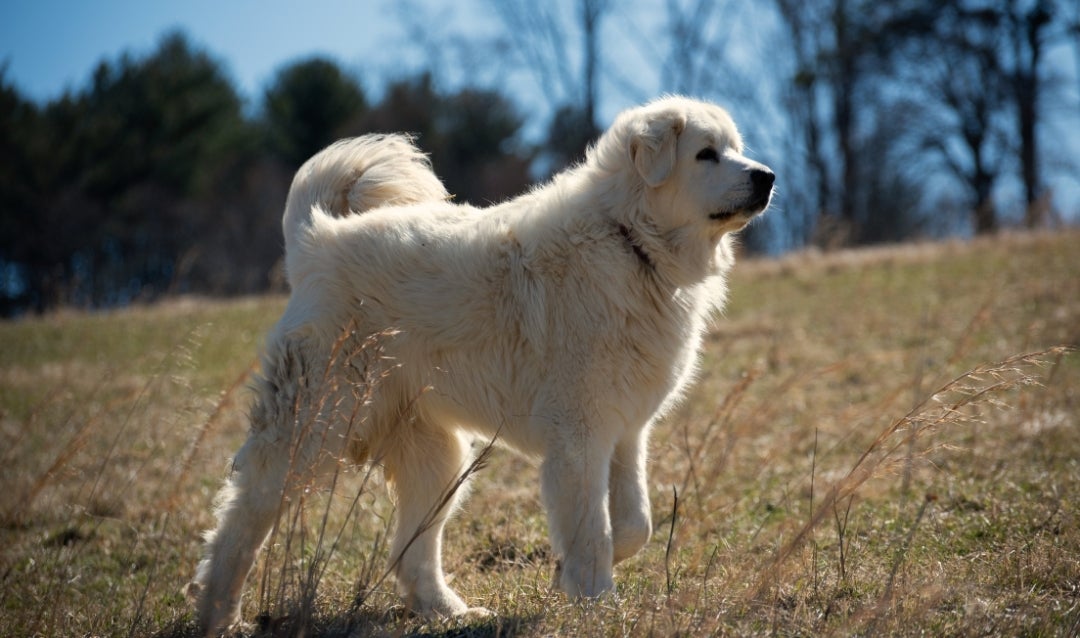 A large, white fluffy dog stands majestically in a field.