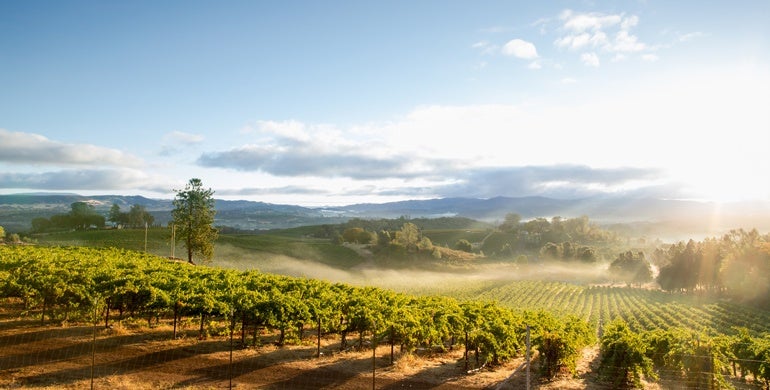 Biltmore partner vineyard in Lake County, Northern California.