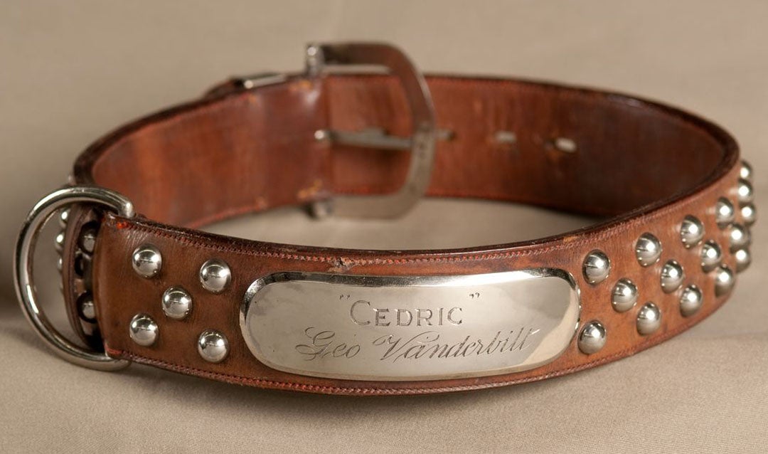 Measuring more than 33 inches around, Cedric’s original leather collar attests to the impressive size and heft of the Vanderbilts’ favorite breed.