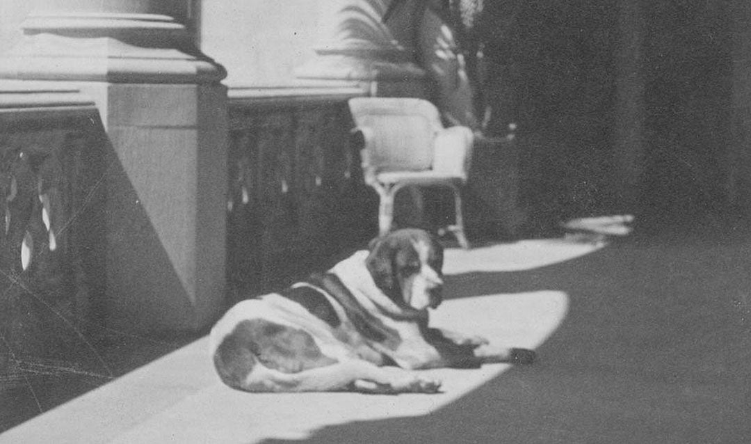 Cedric sunbathing on the Loggia, ca. 1900. The massive St. Bernard was known lounge and sometimes snooze in various locations through the first floor of Biltmore House.