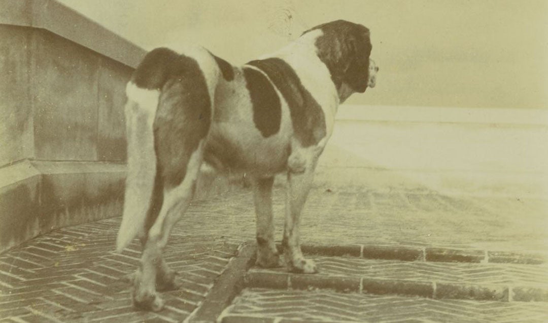 Cedric on the Rampe Douce of the Esplanade in front of Biltmore House. This photograph accompanied a poem in the Biltmore House Nonsense Book honoring Cedric when he passed away in 1902.