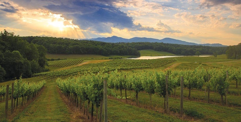 Biltmore's vineyards in Asheville, North Carolina.