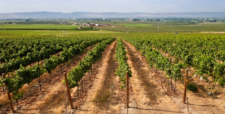 Biltmore partner vineyard in Yakima Valley, Washington.