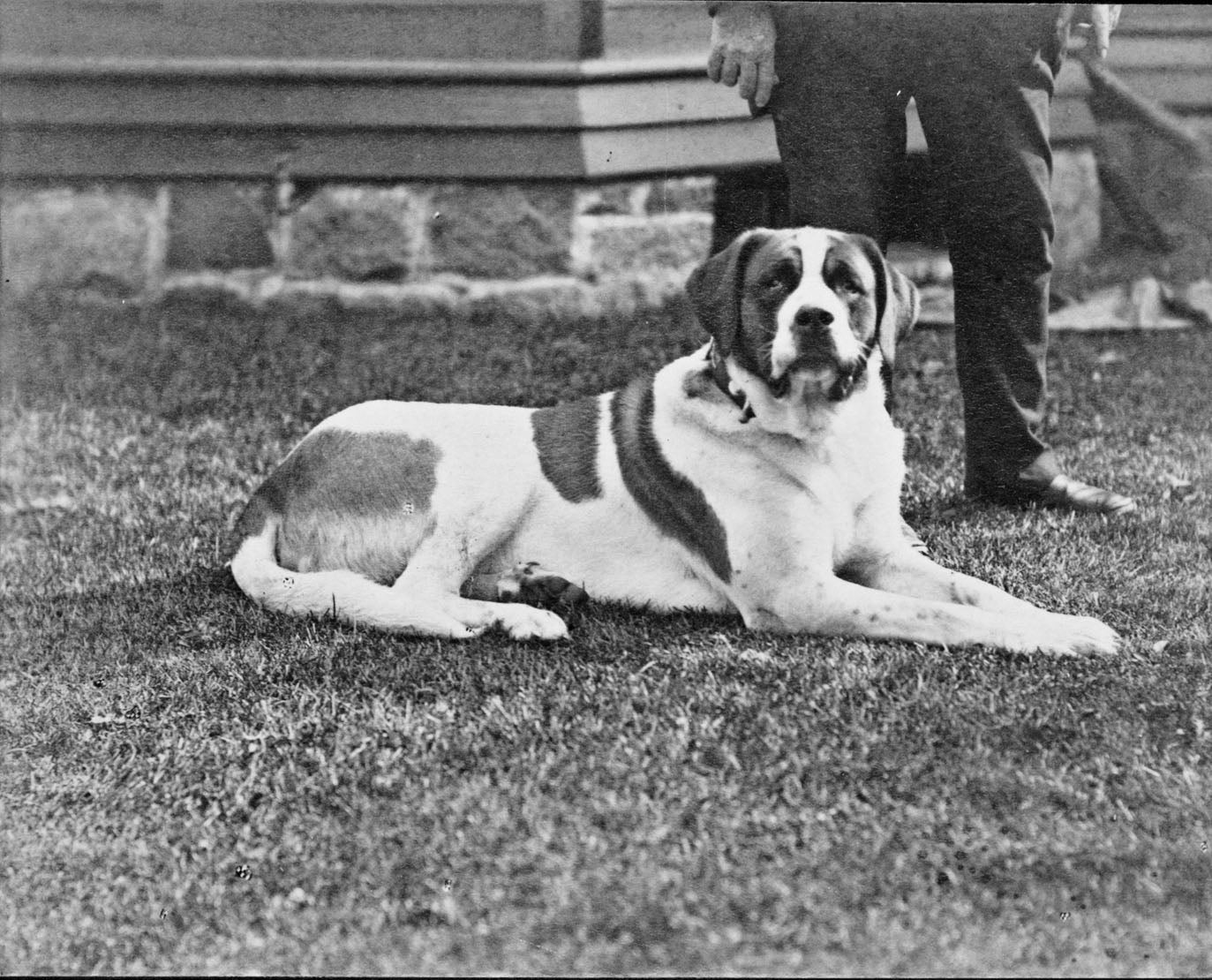 Cedric the St. Bernard: Biltmore’s Very Good Boy