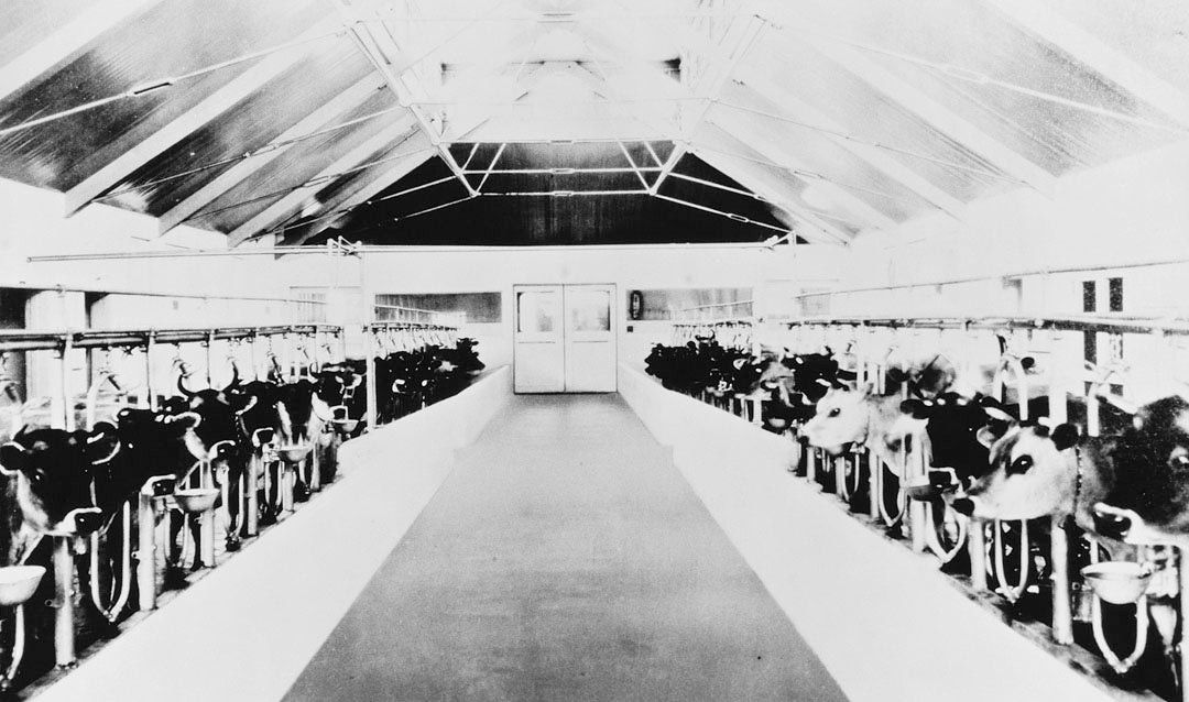 Cows in main dairy barn