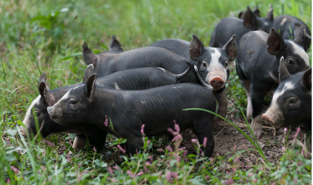 As part of our farm history, we raise heritage hog breeds that George Vanderbilt favored