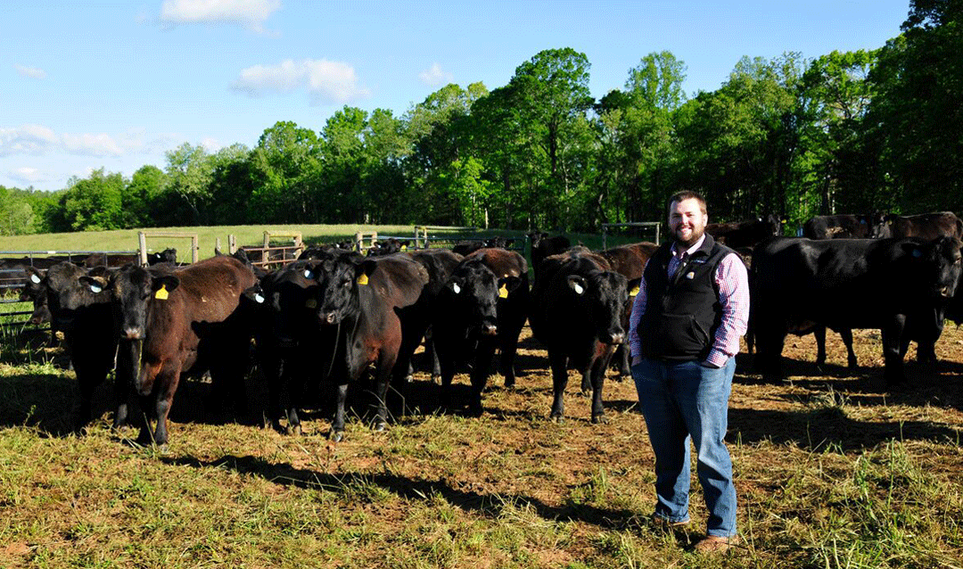 Man standing in front of cattle