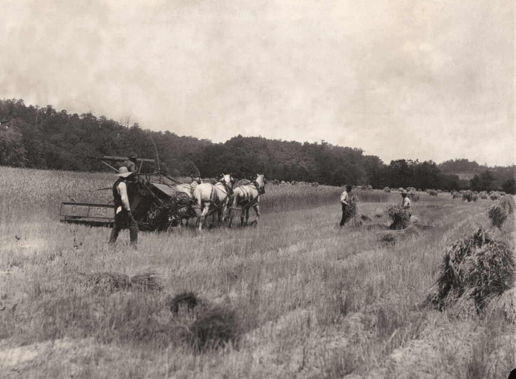 Archival image of men cutting hay at Biltmore.