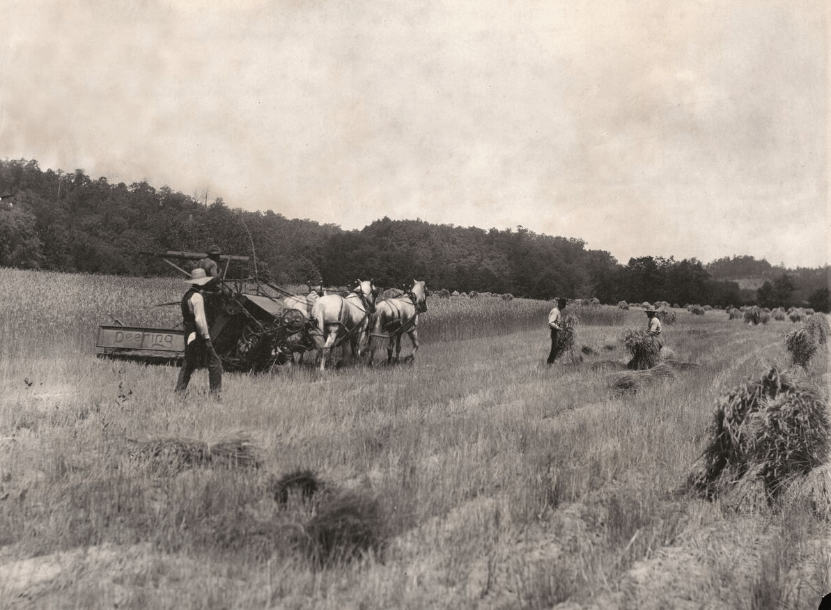 Archival image of men cutting hay at Biltmore