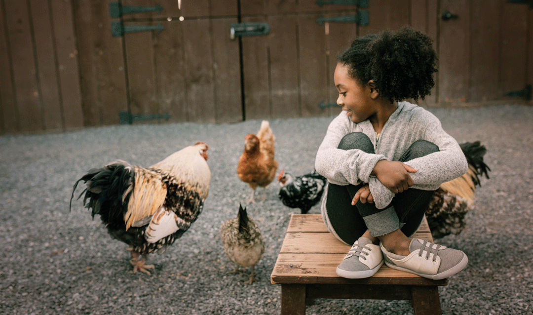 Young girl with chickens at Farmyard in Antler Hill Village