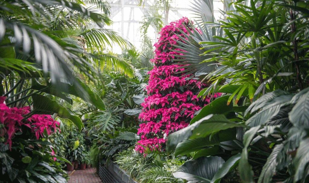 Tree-shaped tower of poinsettias in Biltmore's Conservatory