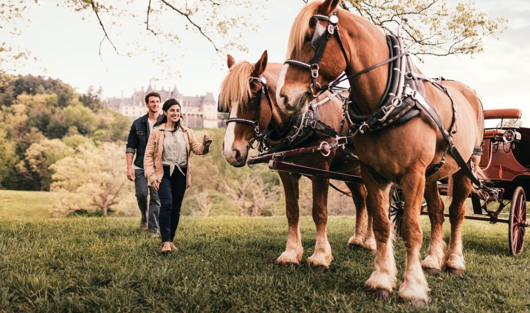 Couple approaches a pair of carriage horses with Biltmore House in the background.