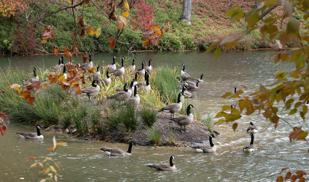 Canadian geese on an island at the Bass Pond