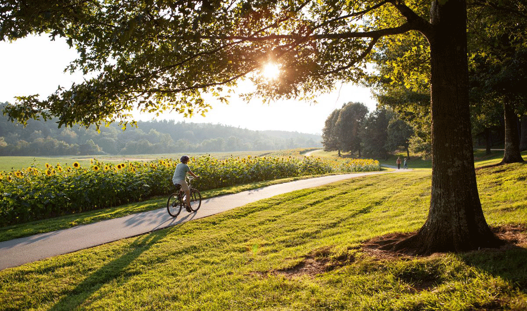 Hidden gems: sunflowers line the path to Antler Hill Village in late summer