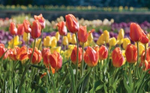 April Tulips in Biltmore's Walled Garden