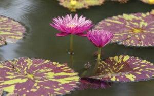 August Water Lilies in Biltmore's Gardens