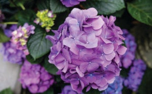 June Hydrangeas in Biltmore's Gardens