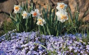 March Daffodils in Biltmore's Gardens