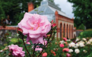 May Roses in Biltmore's Walled Garden