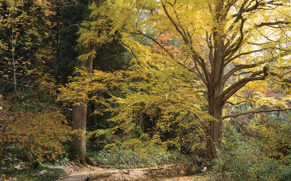 Awaiting you in the Azalea Garden, the Japanese Katsura, offers up a delightful cotton candy scent in the fall.