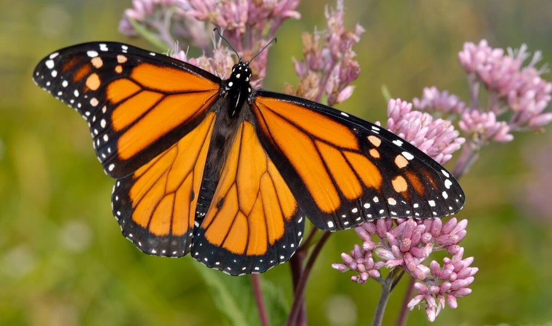 Biltmore is a certified Monarch Waystation, meaning the estate provides resources necessary for monarchs to produce successive generations and sustain their migration.