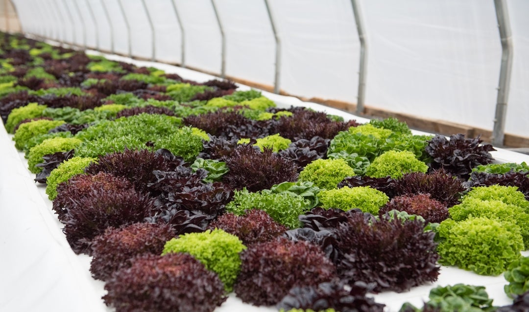 One of our most steadfast sustainability programs is our hydroponic greenhouses, which provide greens for all of our full-service restaurants.