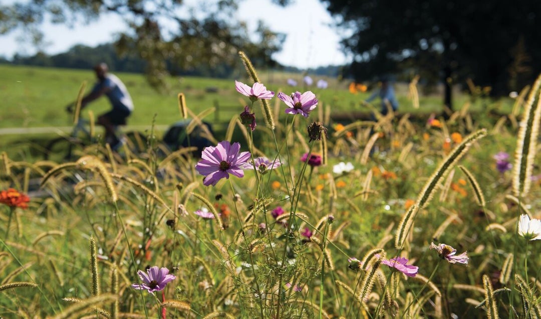 Sustainability can mean beauty! Wildflowers on the estate helps to encourage a robust ecosystem on the estate—and provides gorgeous color for our guests.