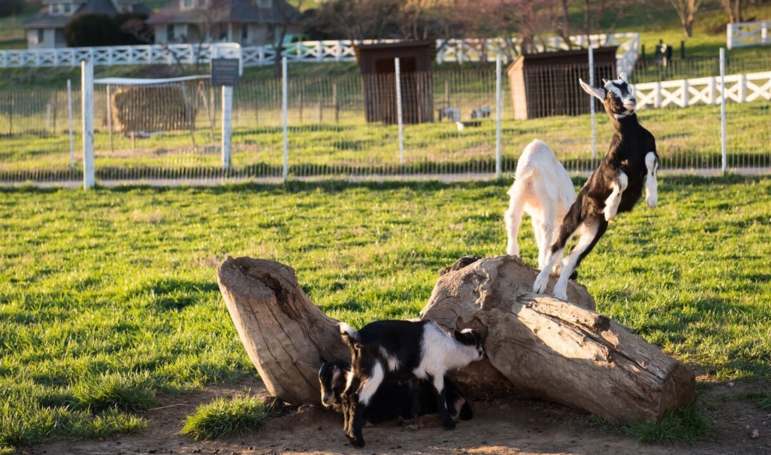 Goats on the estate work hard and play hard, spending time in kidding around in the Farmyard as well as working to clear various estate areas of invasive species.