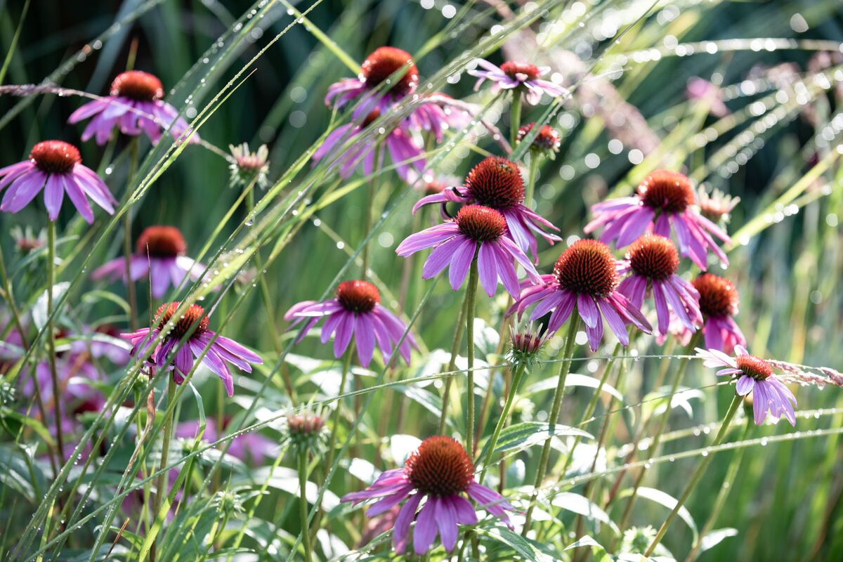 Raindrops settle on coneflowers in Biltmore's gardens.