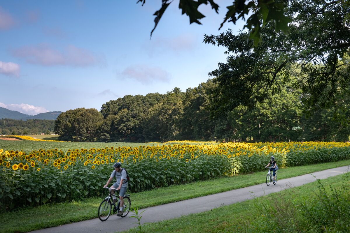 Guests ride bikes on paved paths lined with sunflowers at Biltmore.