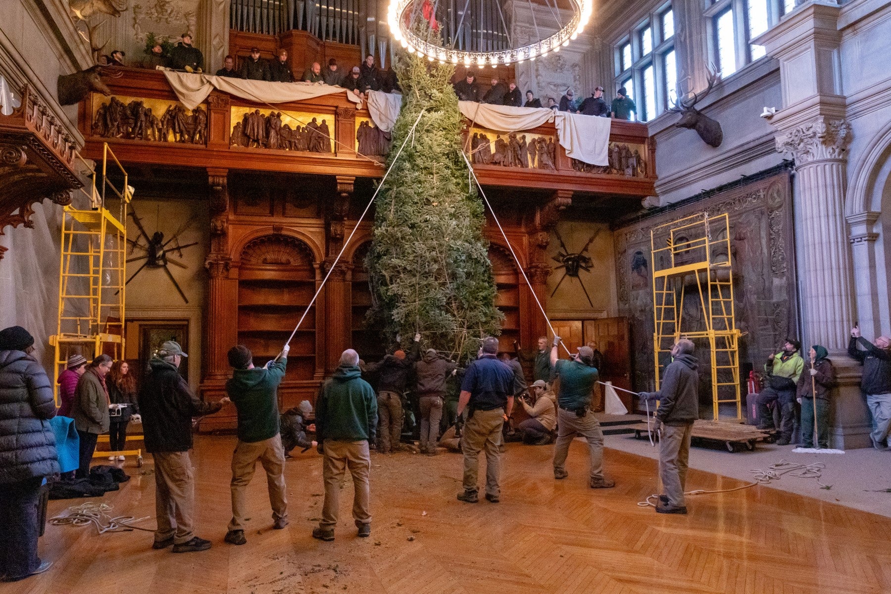 Behind the scenes shot of Biltmore's team raising this year's Banquet Hall tree.