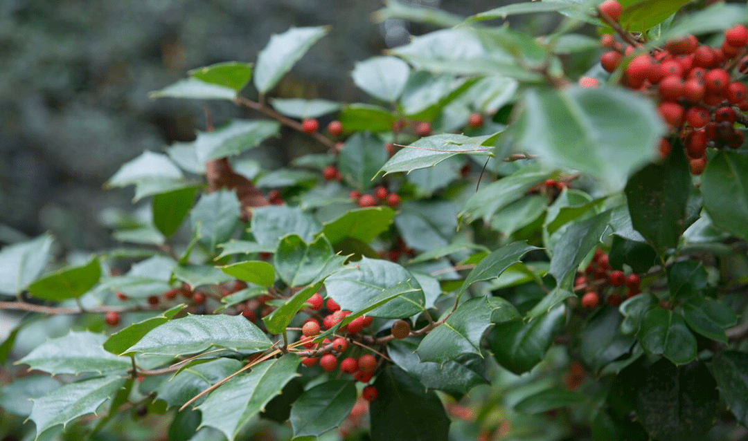 Green holly leaves and red berries