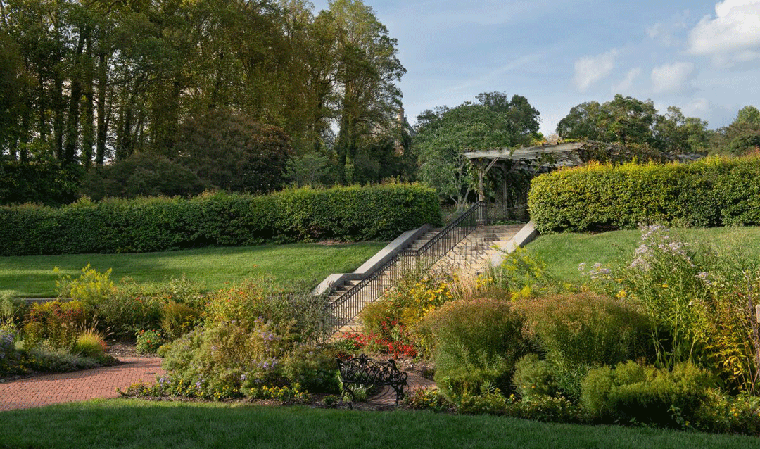 View of the holly hedge in front of the Conservatory at Biltmore that is part of our preservation project