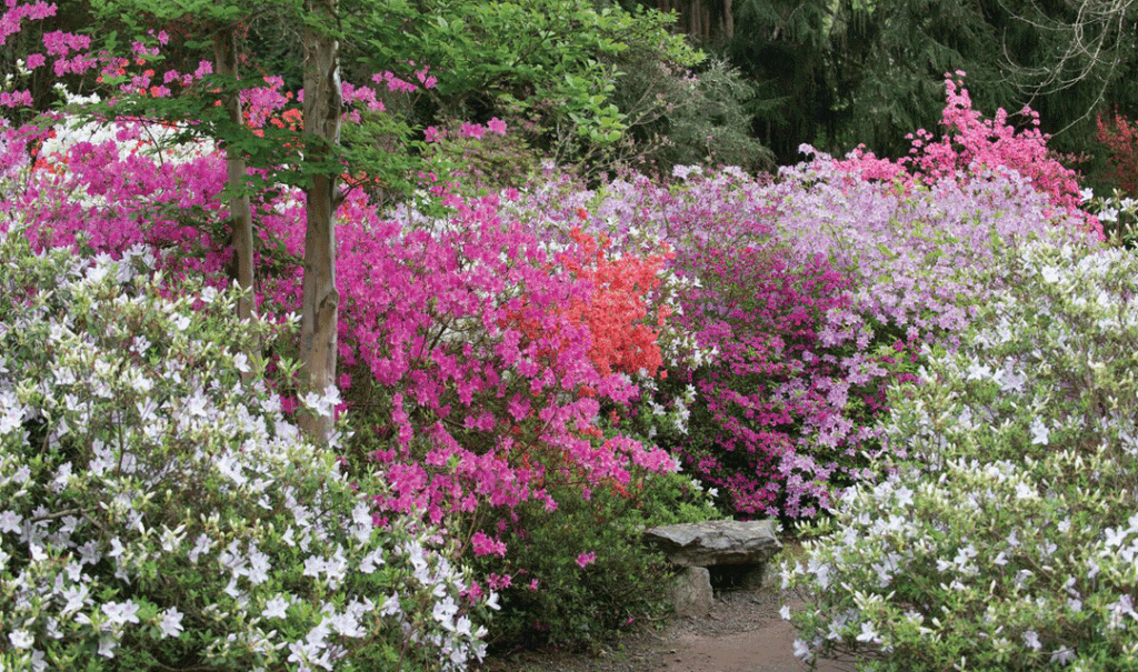 Azaleas in bloom at Biltmore