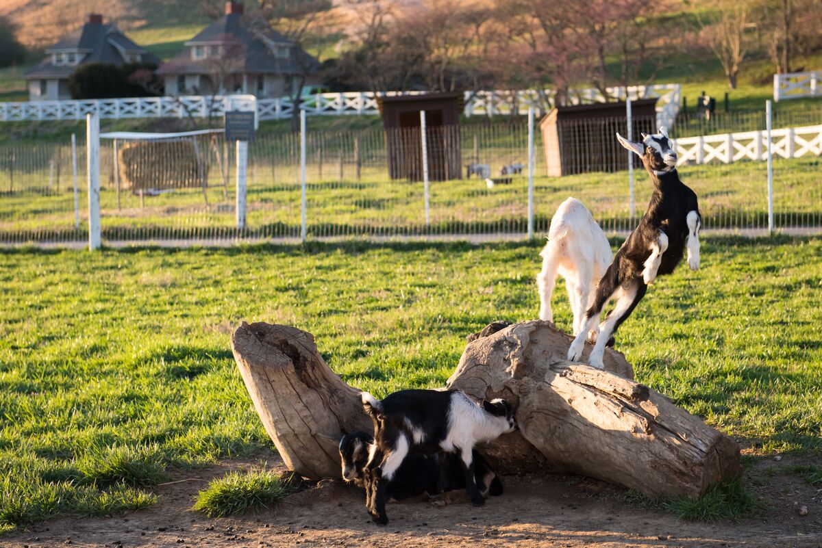 Baby goat jumps off of a log in Antler Hill Village.