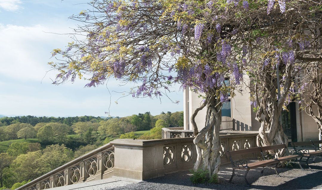 Library Terrace View.