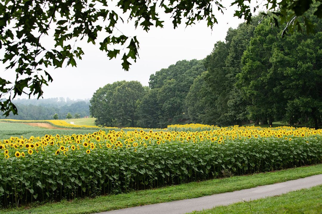 Sunflowers at Biltmore