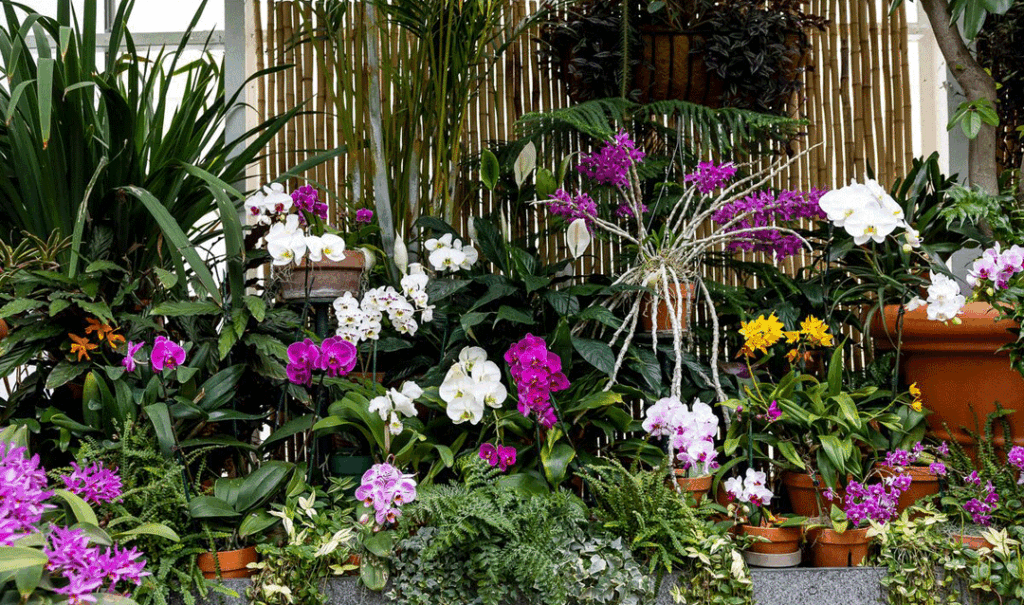 Orchids in bloom inside Biltmore's Conservatory