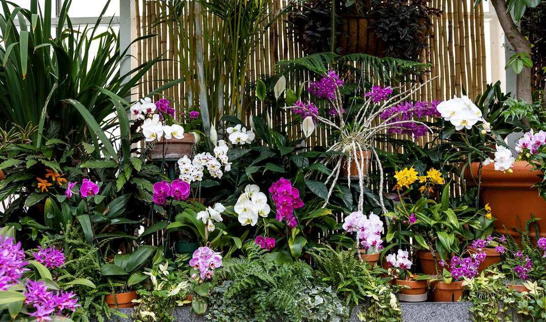 Orchids in bloom inside Biltmore's Conservatory