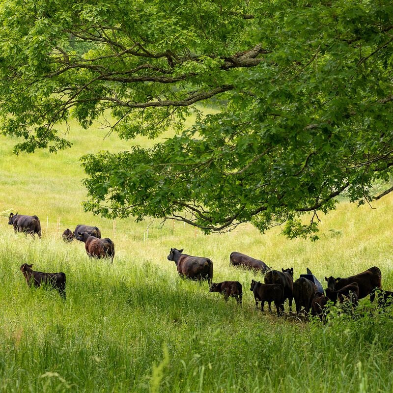 Un-Herd Facts about Biltmore Agriculture