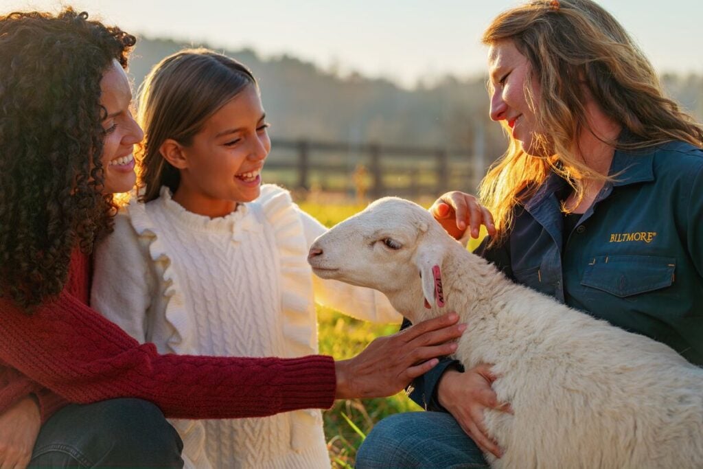 Family pets lamb in Farmyard on Biltmore Estate