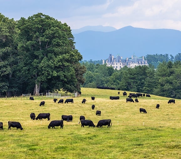 Cattle on Biltmore Estate with Biltmore House in view