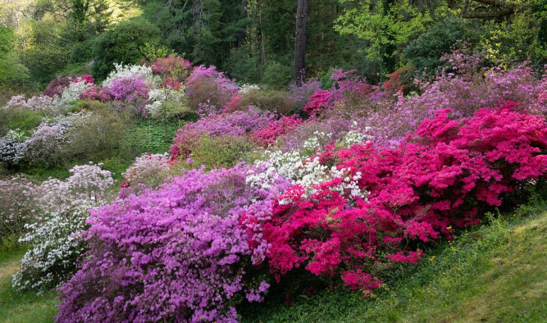 Spring Azalea Garden 2020
