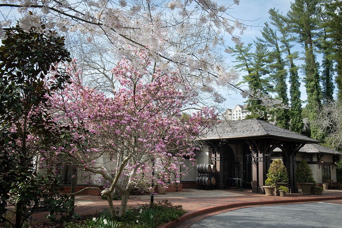 Vibrant Crepe Myrtle Blossoms at the 2025 Festival