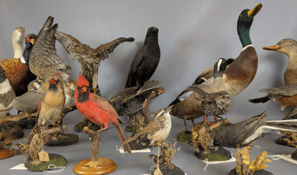 Preservation Matters: Birds of a Feather