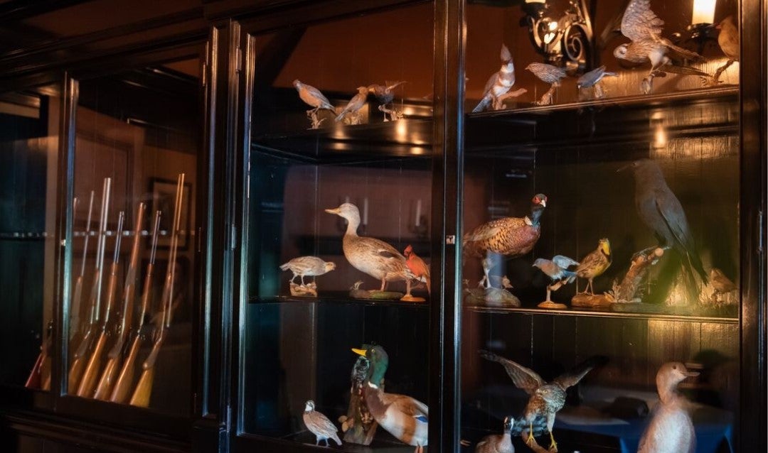 Collection of birds preserved by taxidermy in the Gun Room of Biltmore House.