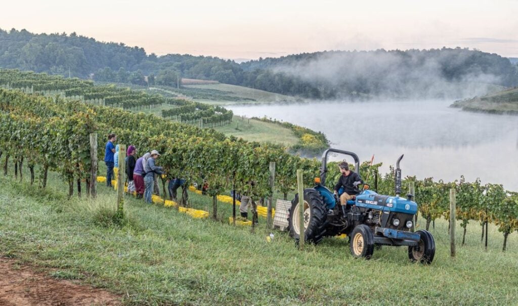 A group of people pick grapes by hand in Biltmore's vineyard on the west side of the estate.
